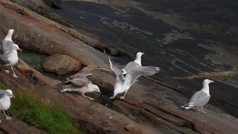 seagulls fight over the giblets of fish on the shore of a fjord in norway.