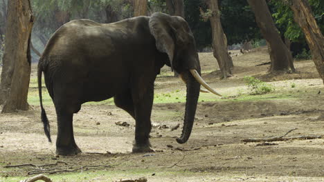 Mighty-African-elephant-bull-searches-forest-floor-for-seedpods-of-the-winterthorn-acacia---his-favorite-snack