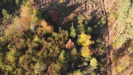 Aerial-view-of-a-forest-in-beautiful-fall-colors