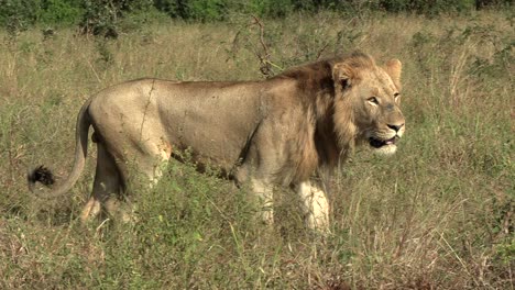 Close-up-shot-of-a-lion-walking-through-the-bush-in-the-kruger-national-park