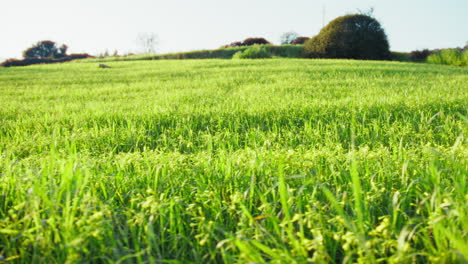 césped verde bajo picnic de naturaleza a principios de la primavera en un campo montañoso