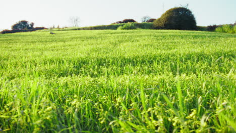 low green grass nature picnic in early spring in a hilly field