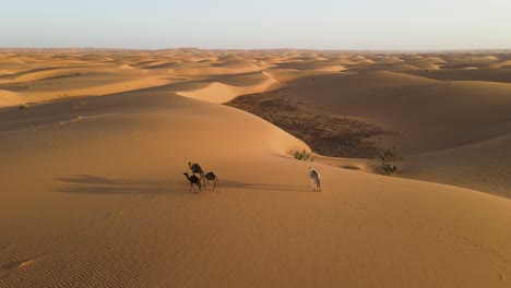 Camellos-Caminando-En-El-Impresionante-Paisaje-Del-Desierto-Del-Sahara,-Antena-Estática-Cinematográfica