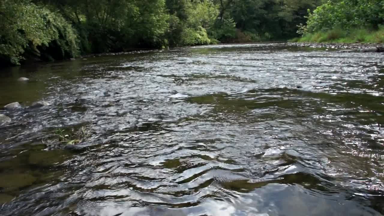 Ripresa panoramica lenta di un fiume che si increspa nella foresta