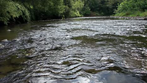 slow pan shot of river rippling through forest