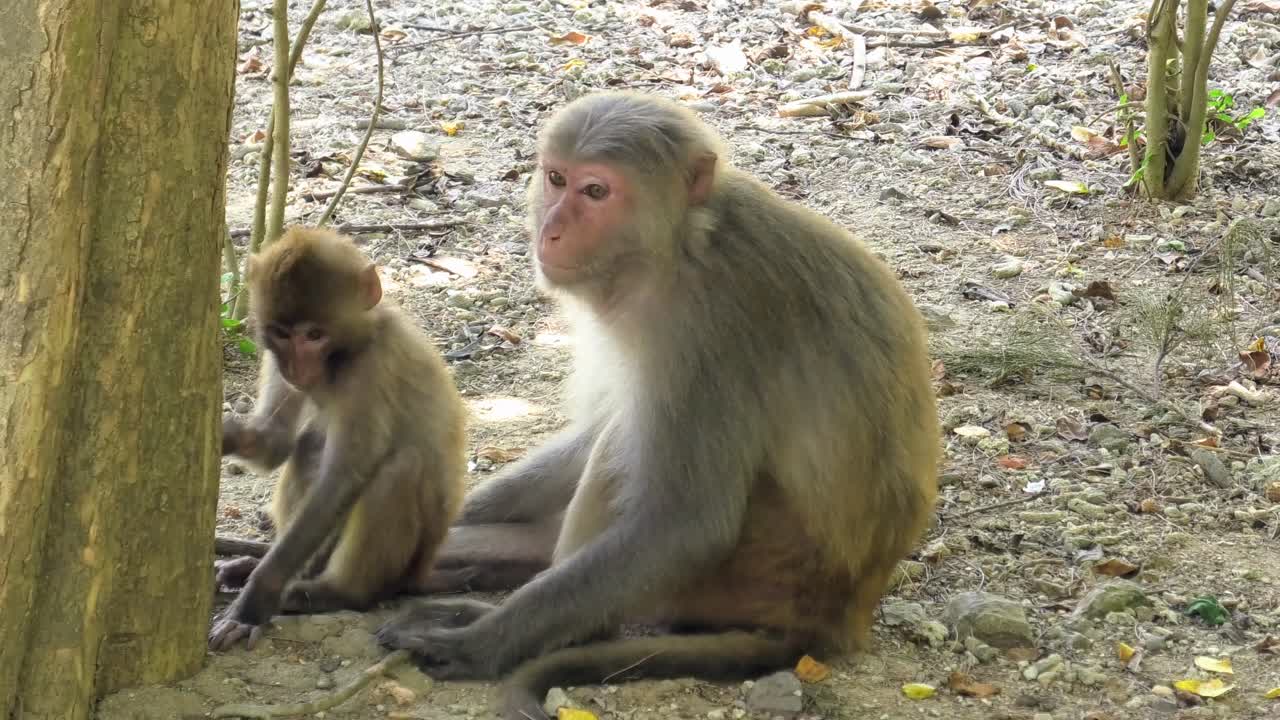 Wild macaque monkeys sitting and relaxing under tree in the shadow. Monkey Island in Nha Trang, Vietnam