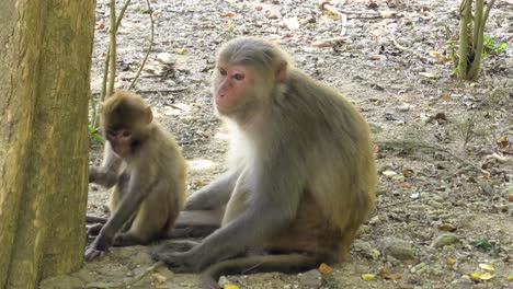 wild macaque monkeys sitting and relaxing under tree in the shadow. monkey island in nha trang, vietnam