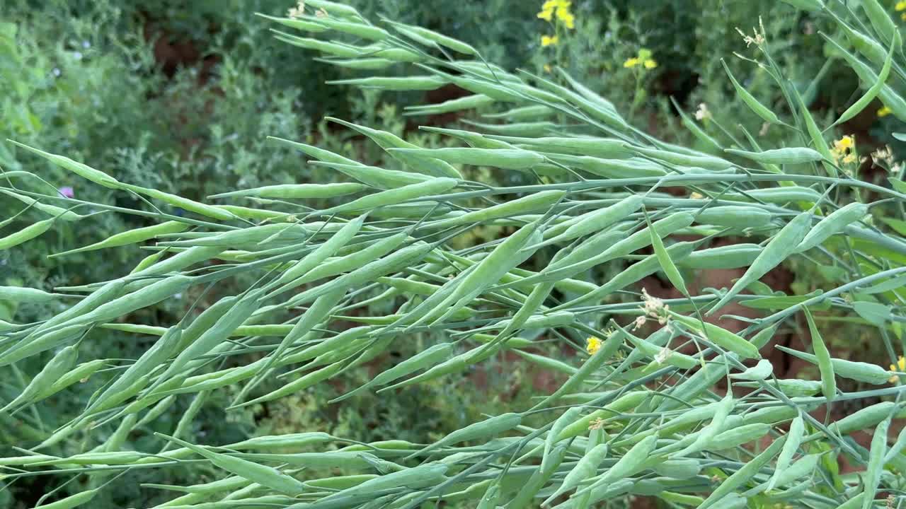 yellow seed mustard plant, this varity of mustard produce seed which are yellow in color