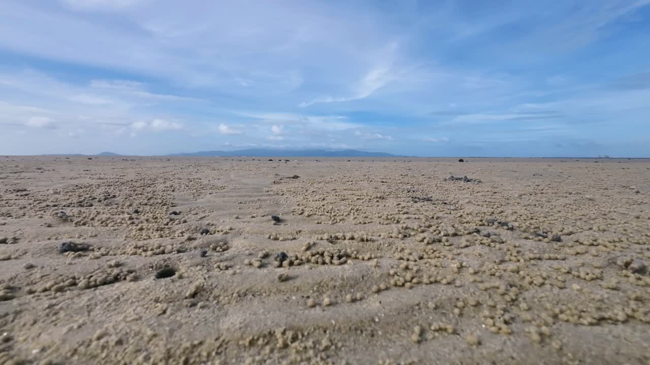 Time lapse showing many sand bubbler crabs on a tropical beach in Koh Phangan forming small round sand pellets during low tide with the shoreline covered in natural crab patterns