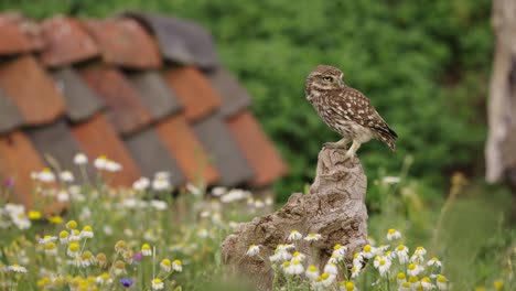 Erwachsene-Steinkauz-Auf-Holzstumpf-In-Der-Wiese-Mit-Wildblumen,-Auf-Der-Suche-Nach-Nahrung