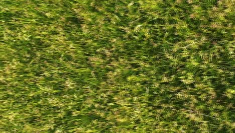 Low-altitude-drone-flight-over-thick-grasses-of-a-midwest-hayfield-in-vertical-format