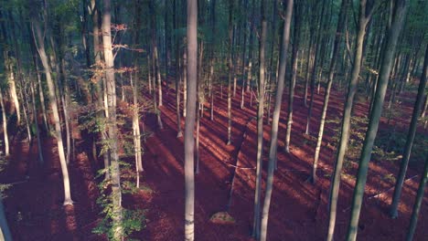 Early-morning-light-casting-long-shadows-in-pine-forest