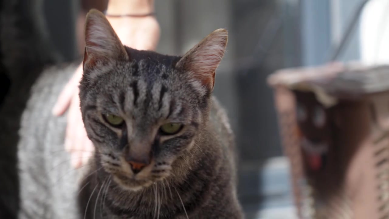 A close-up of a cute dark-striped cat being petted and enjoying it