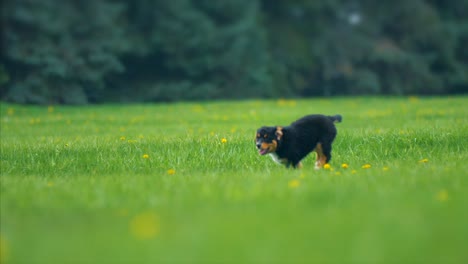 un cachorro adorable corriendo y jugando.