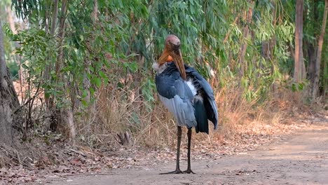 un gran pájaro de la familia de las cigüeñas común en el sur de asia y ahora en peligro de extinción debido a la pérdida de hábitat