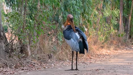 a big bird in the stork family common in southern asia and now endangered due to habitat loss