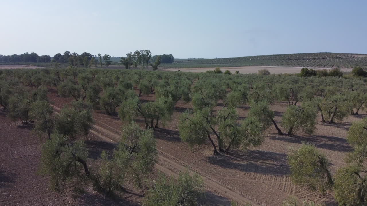 antena baja gira sobre árboles retorcidos en el olivar español, cielo azul