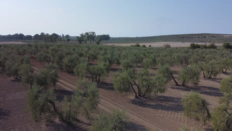 Low-aerial-rotates-over-gnarled-trees-in-Spanish-olive-grove,-blue-sky