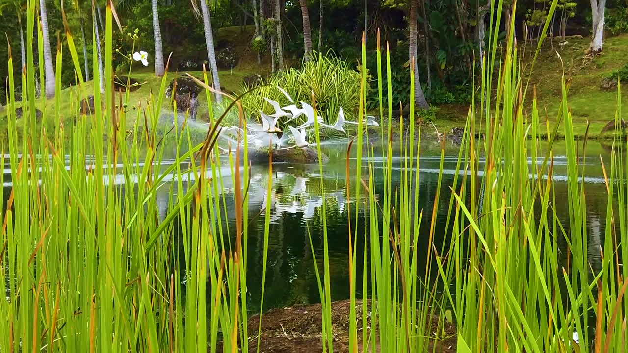 hd hawaii kauai 느린 붐은 키 큰 잔디 사이의 틈 사이로 날아가는 흰 새 조각상이 있는 호수와 멀리 야자수가 뿌려지는 분수를 드러냅니다.