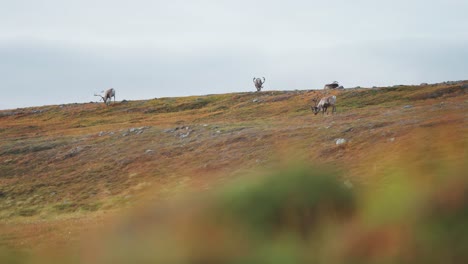 &quot;Rentiere-Grasen-Auf-Der-Herbsttundra,-Während-Sie-Auf-Dem-Kamm-Eines-Grasbewachsenen-Hügels-Entlang-Wandern