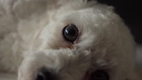 eye contact close-up of face of cute white toy poodle dog resting, static