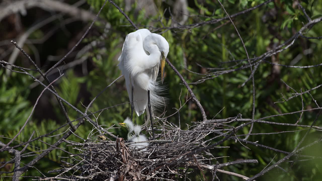 Great white Egret preening his feathers in breeding plumage, while standing on nest with chicks, Florida, USA