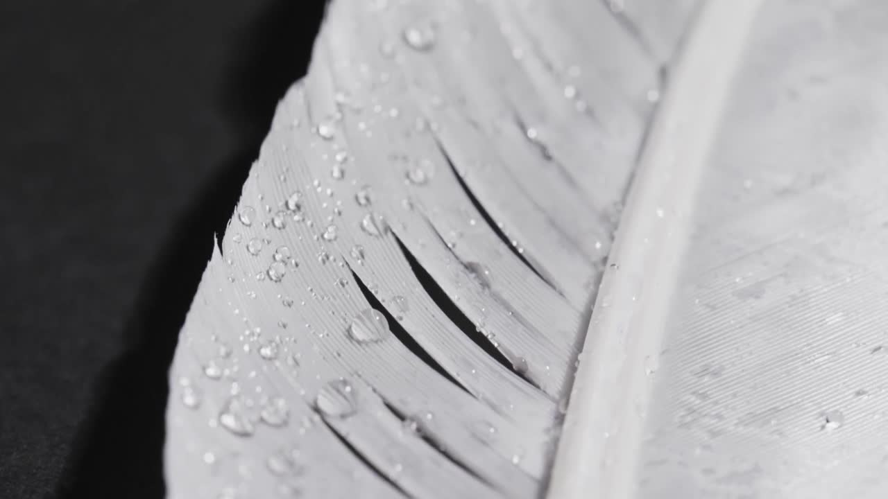 검은색 배경에 복사 공간과 함께  ⁇ 털의 클로즈업의 마이크로 비디오