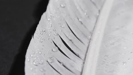 micro video of close up of feather with copy space on black background