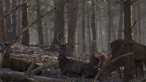 Group-of-red-deers-in-forest,-wildlife-animals-in-Portugal