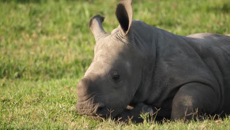 Primer-Plano-De-Un-Rinoceronte-Blanco-Bebé-Despertando-De-Una-Siesta-Y-Poniéndose-De-Pie