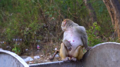 monkey is eating food from dustbin - wild monkeys grab food from the dustbin