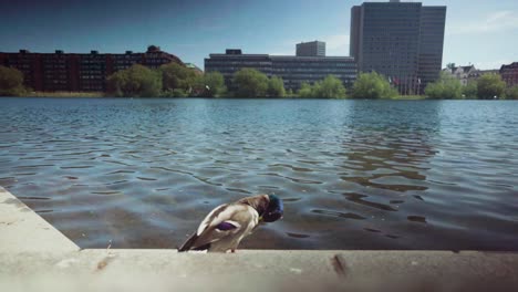 experimentar la serena belleza de un pato tomando el sol, limpiando delicadamente sus plumas por los lagos de copenhague