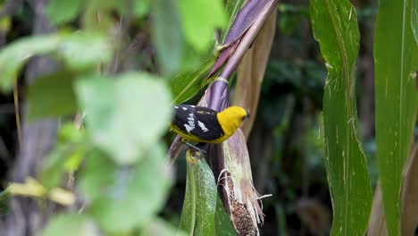 Golden-bellied Grosbeak Feeding on Ear of Corn in Field