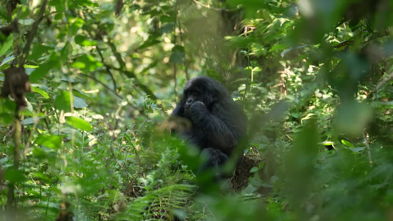 gorilla seduto sul terreno della foresta che mangia rami