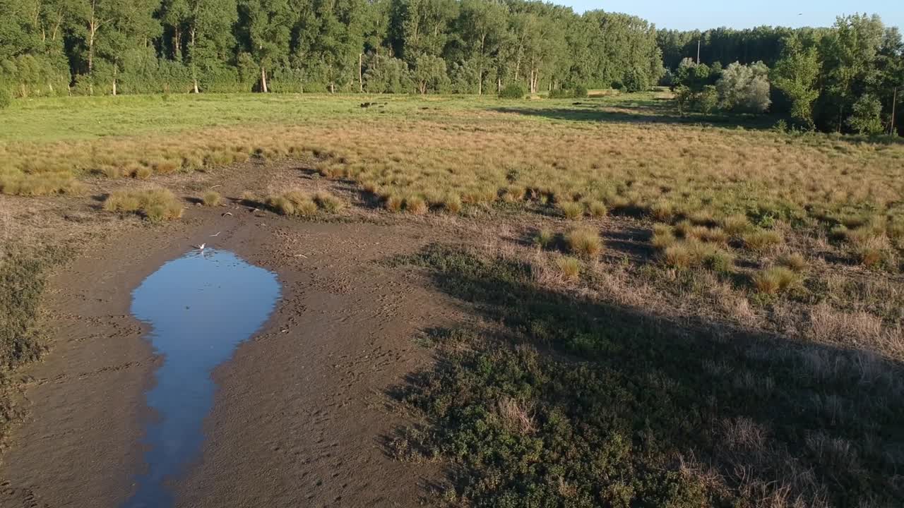 Drone pulling and tilting toward the horizon over the marshy grassland with a blue sky and forested background