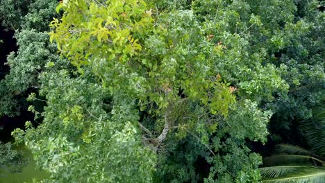 Luftaufnahme-Des-Tiefgrünen-Waldes-Oder-Des-Dschungels-In-Der-Regenzeit