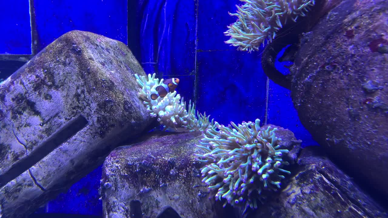 Colorful fish tank in Dubai's Lost Chambers aquarium.