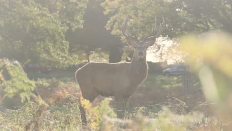 Stag-looks-to-camera-as-cars-pass-in-the-background-slow-motion