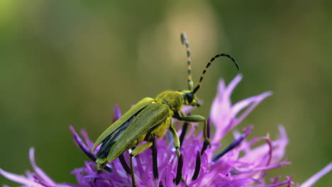 escarabajo de cuerno largo verde en una flor púrpura