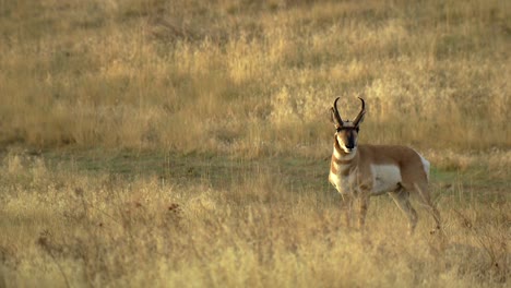 gaffelantilope in amerikaans struikgewas