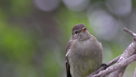 close-up small-headed eleania tropical flycatcher bird hunting in cerrado savanna in brazil