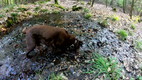 retriever running in the forest, labrador, naturepark spessart, 4k