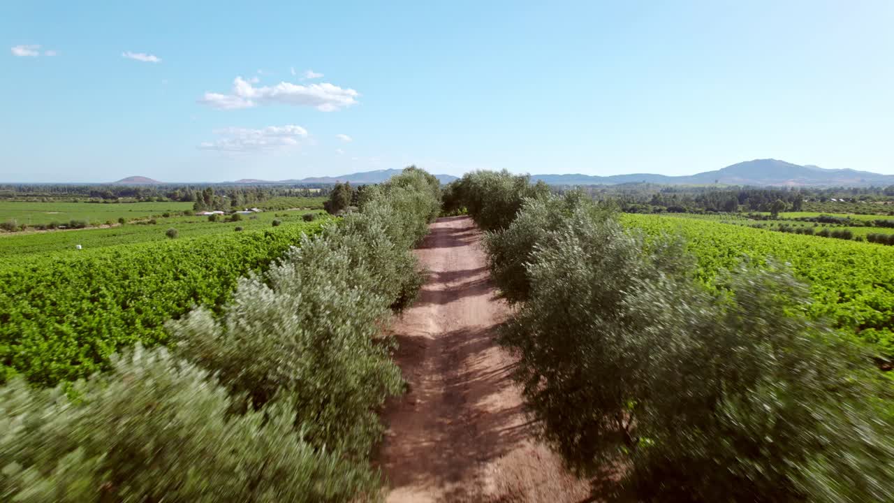 칠레 포도원 사이의 길, 그린 와인 포도 땅, 와인 지역 사이의 공중 드론 비행 cauquenes 칠레의 maule 계곡