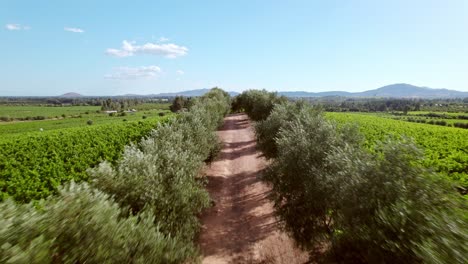 Weg-Zwischen-Chilenischen-Weinbergen,-Grünem-Weintraubenland,-Luftdrohnenflug-Zwischen-Der-Weinregion-Maule-Valley-Von-Cauquenes-Chile