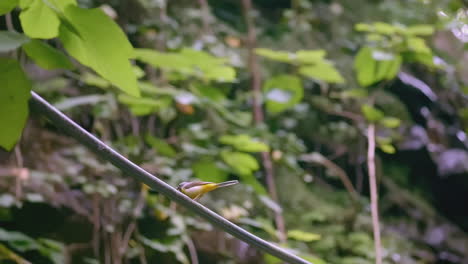 small yellow bird perched on a branch in a lush forest