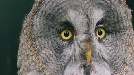 Great-grey-owl-(Strix-nebulosa)-close-up.