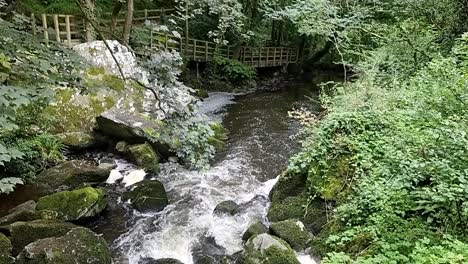 arroyo de agua dulce que fluye a cámara lenta a través de la selva de bosques densos rurales