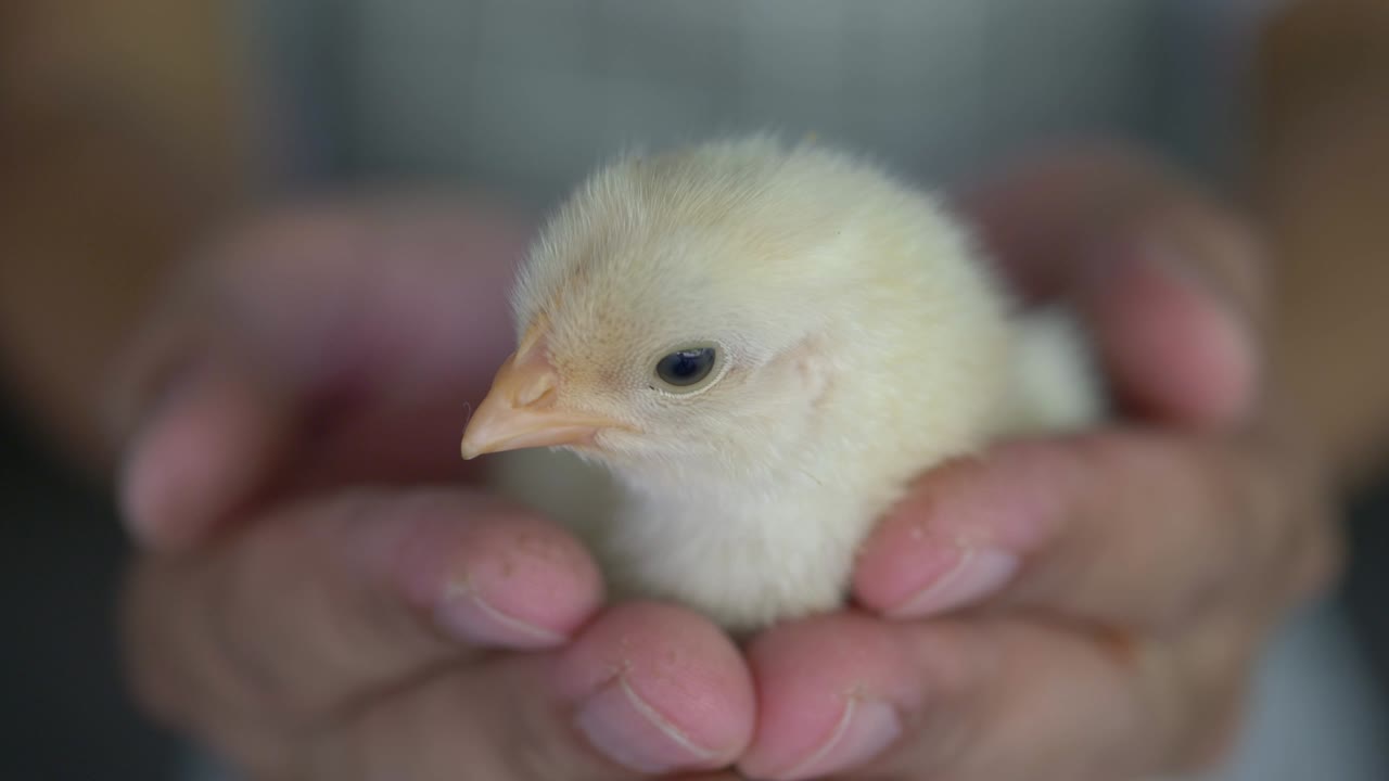 una chica linda en dos manos.
