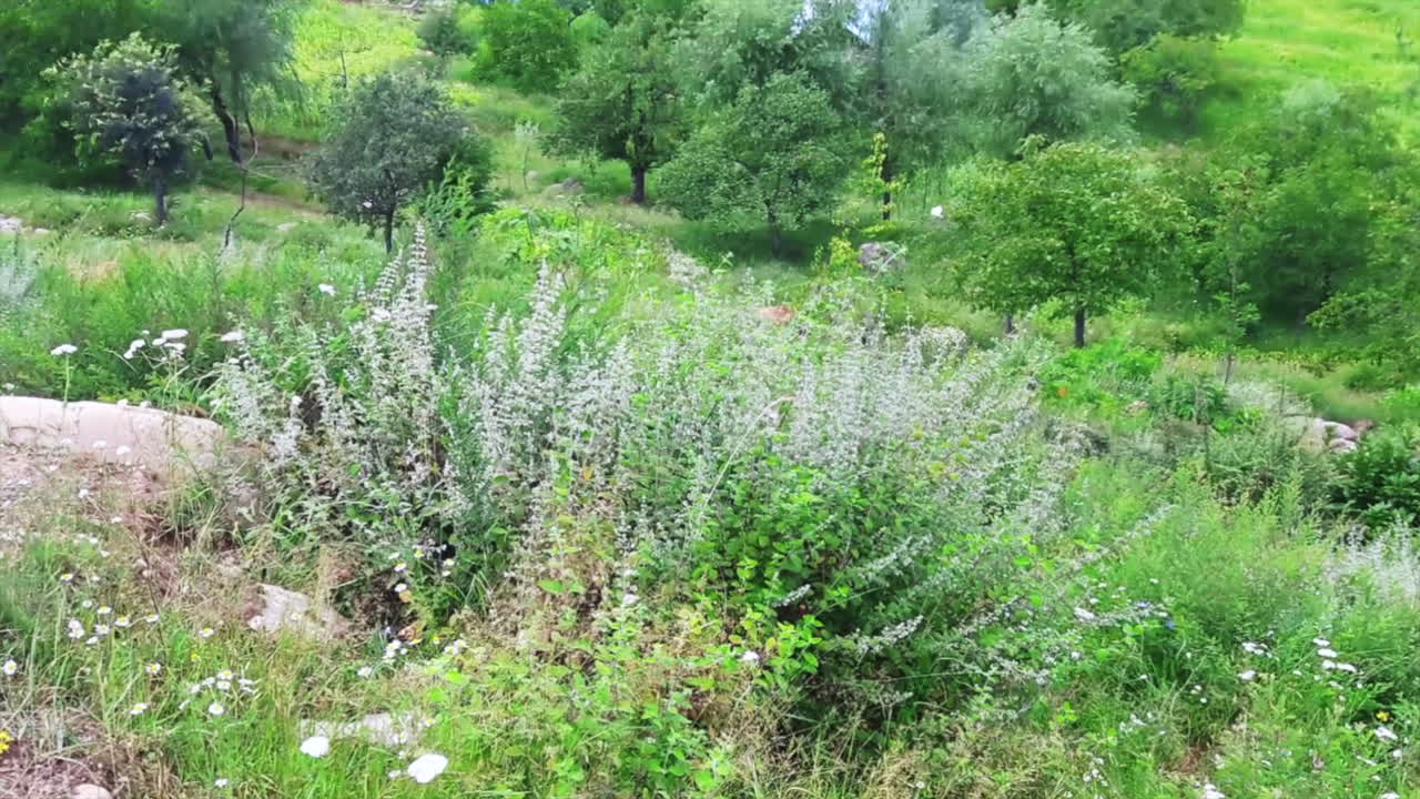 자연의 아름다움은 단순하고 복잡하지만 성격과 환경과 우주를 보는 웅장한 방법입니다.