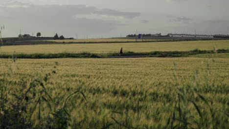 man running in distance past fields of golden wheat, static wide